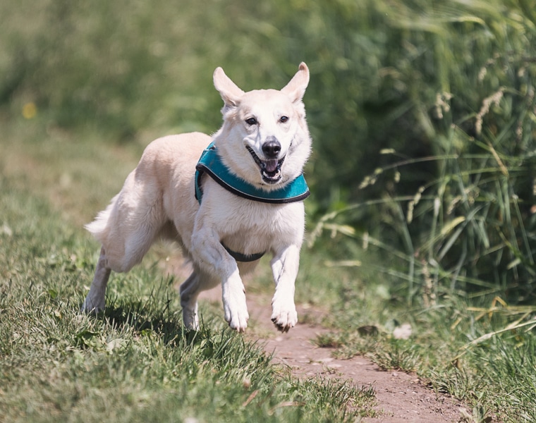 Tips for Traveling With Your Pet