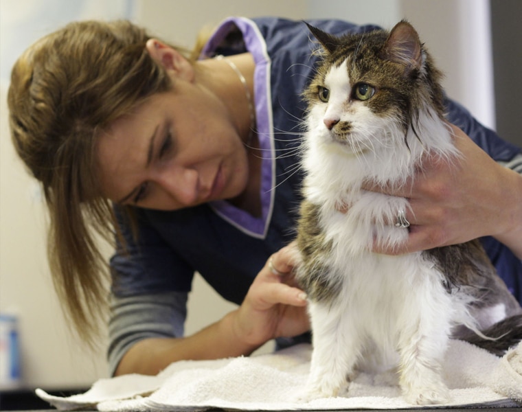 Tips for Traveling With Your Pet