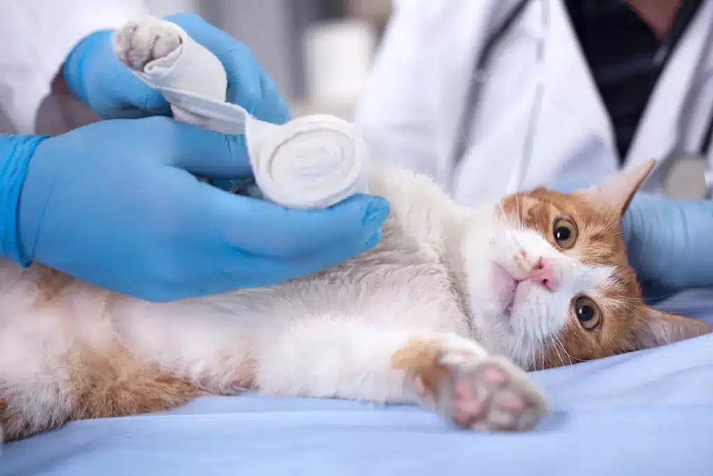 internal medicine Conditions Treated