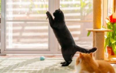 Environmental Enrichment for Cats: Keeping Your Indoor Cat Happy and Healthy