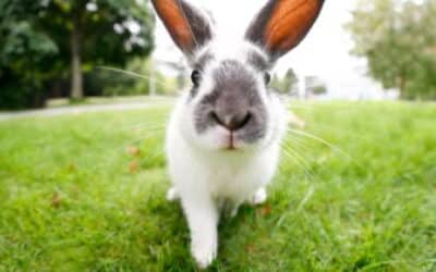 Hoppy Feet, Happy Buns: Preventing Sore Hocks in Rabbits This Easter